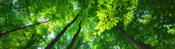 ARBOCEL® 纤维素纤维