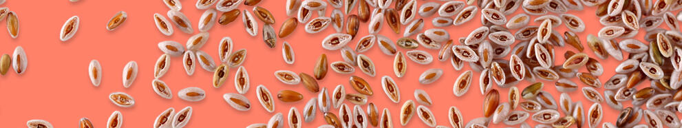 VITACEL® P 车前子叶