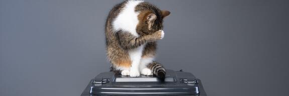 大幅减少猫砂产生的垃圾量--根据调查,大多数德国人赞成改用植物性猫砂