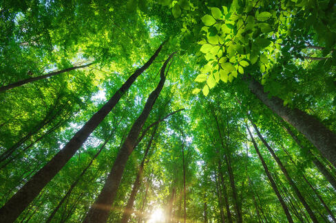 让大自然着迷的植物纤维技术