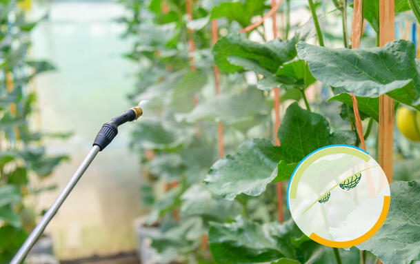 液体产品的流变控制