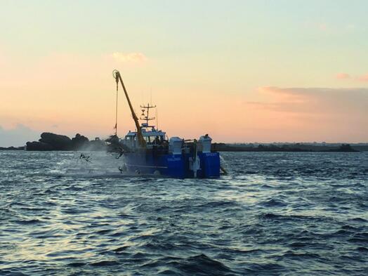 藻酸盐产品的替代来源