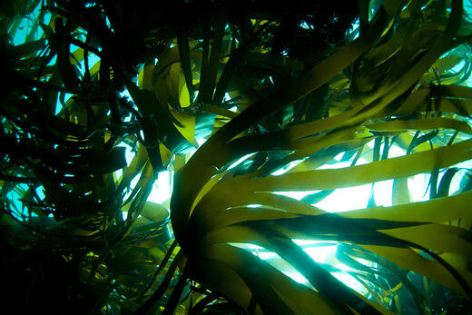 重要优势和应用