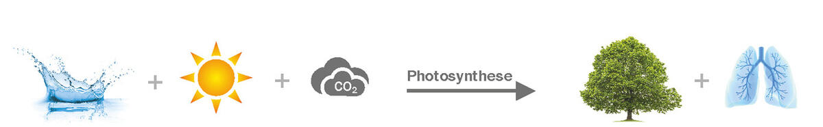 纤维素的自然形成过程。