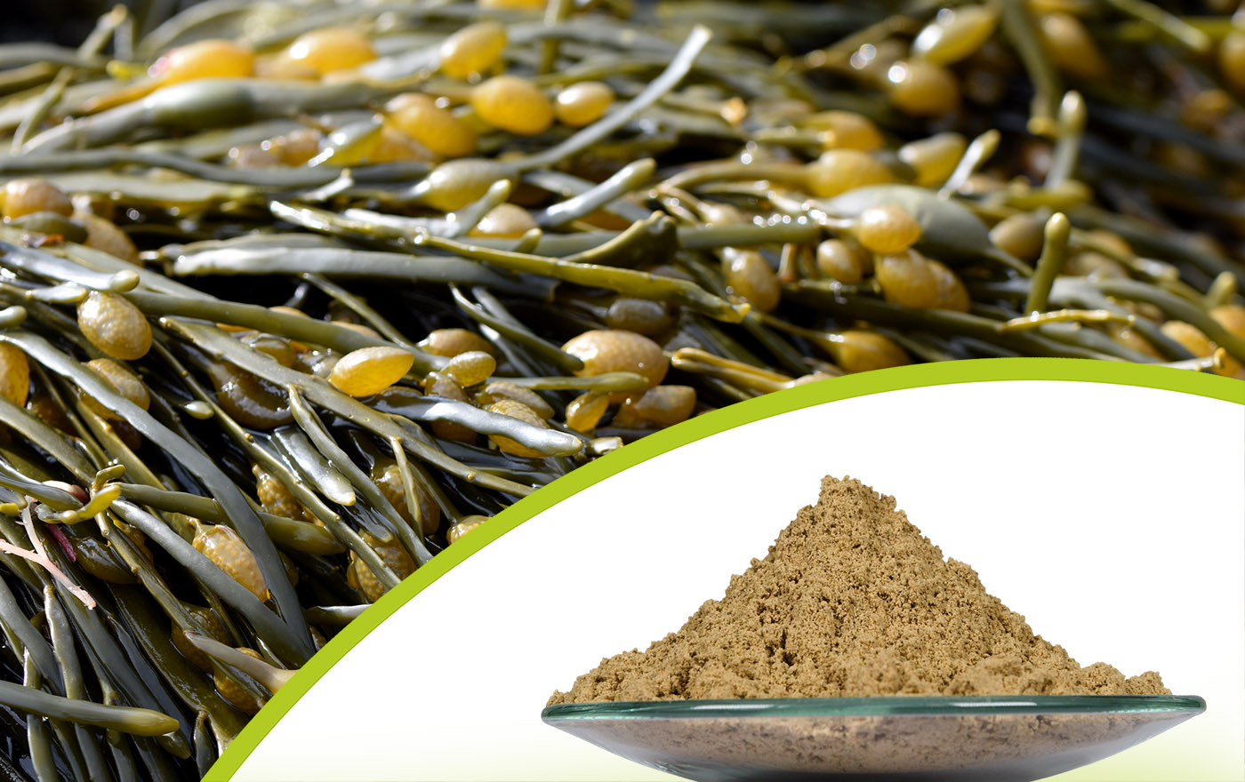 Braunalgengranulate zur Pflanzenstärkung